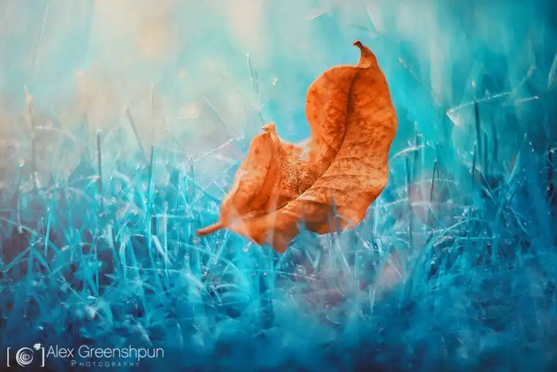 la magia dell'autunno foto di alex greenshpun 12