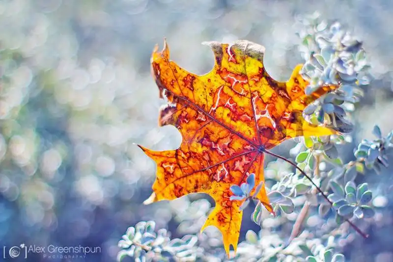 la magia dell'autunno foto di alex greenshpun 14