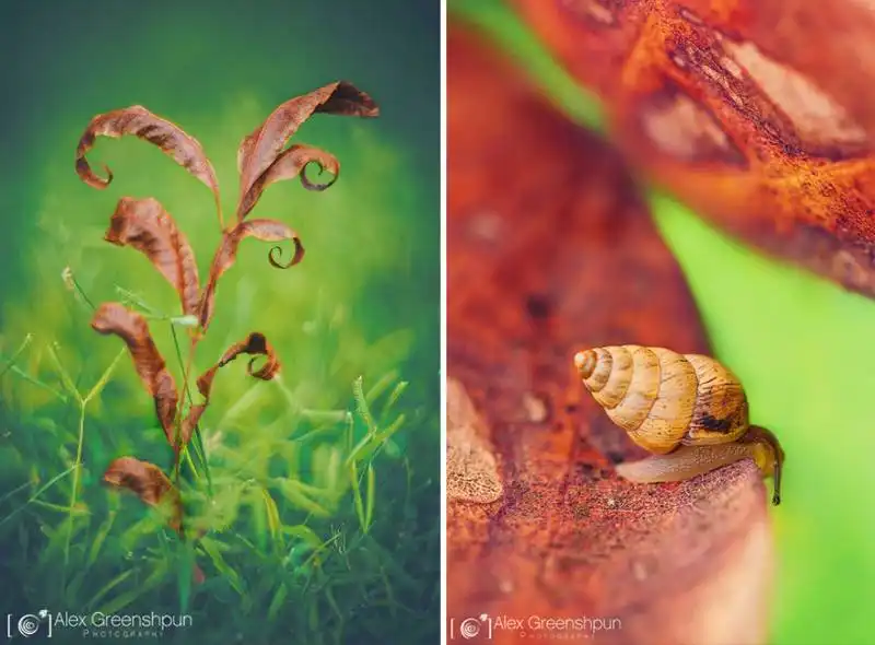 la magia dell'autunno foto di alex greenshpun 23