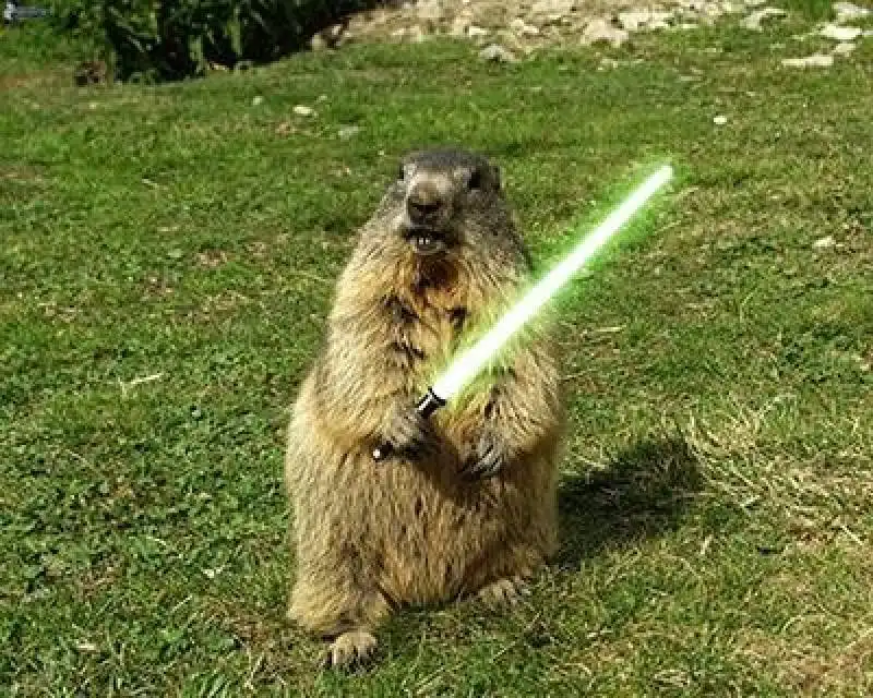 marmotta de blasio