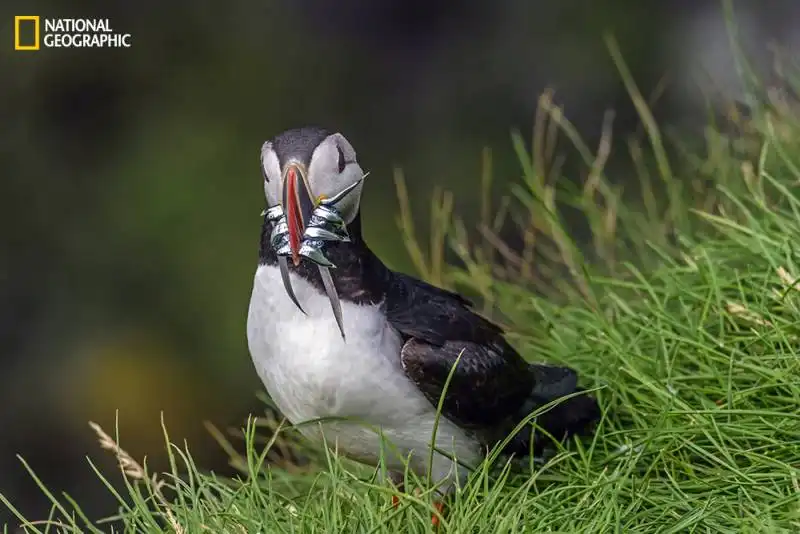 national geographic 2014 photo contest 5