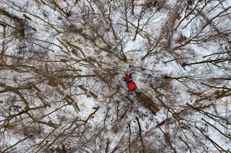 neve nella foresta in polonia