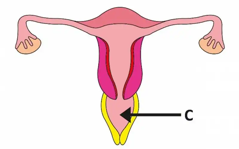 Organo femminile in libro di anatomia