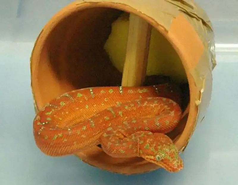 serpente dentro un vaso 