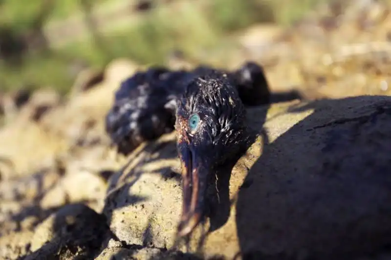 uccello morente in messico