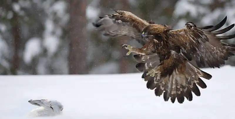 animali attaccano la preda 3