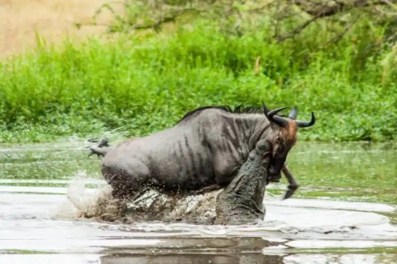 animali attaccano la preda 4