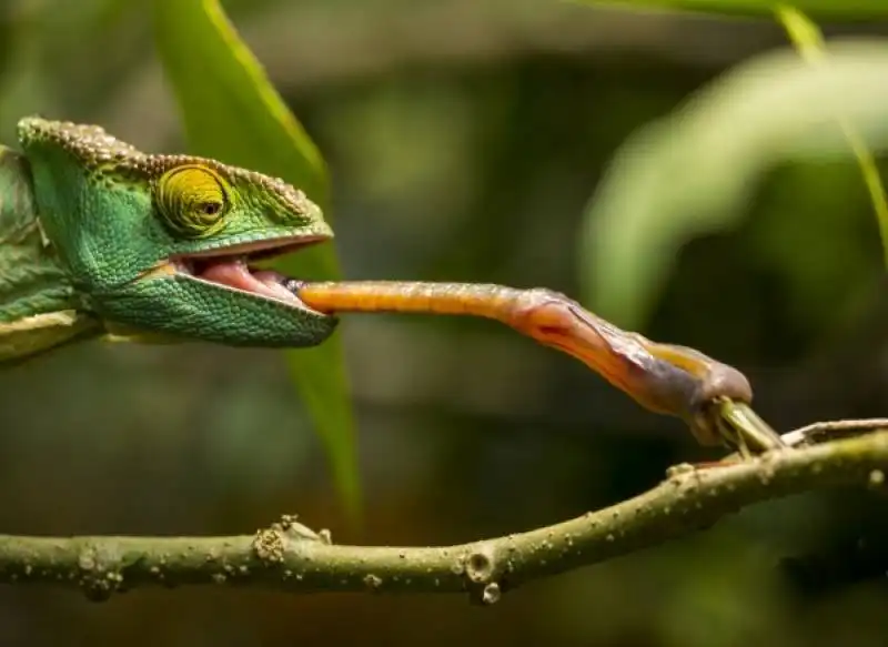 animali attaccano la preda 6