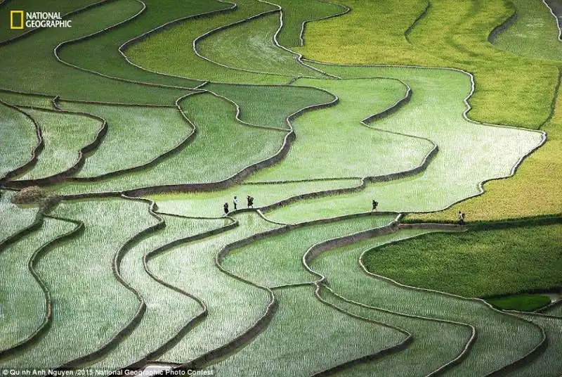 campi di riso nella valle di tu le   vietnam