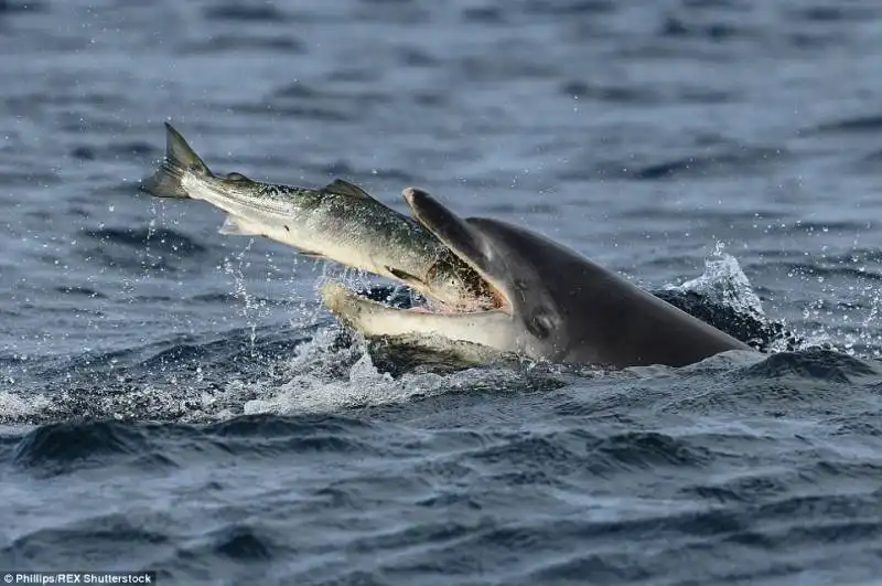 delfino ingoia tonno