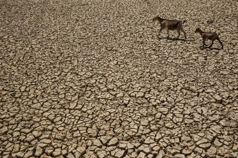 due capre in un campo secco in indonesia