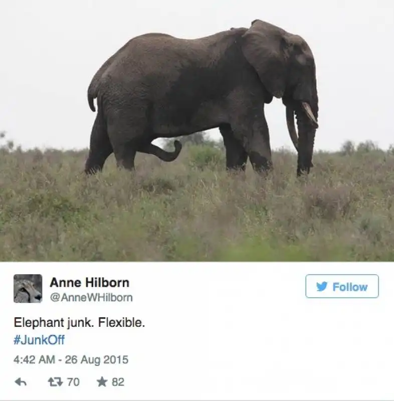 elefante