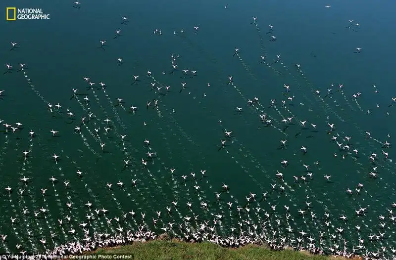 fenicotteri fotografati da yu huiping