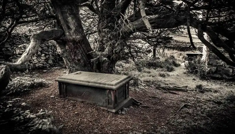 il tasso della chiesa di st martin a cumbria