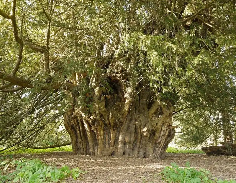 il tasso di runnymede ha oltre 2000 anni