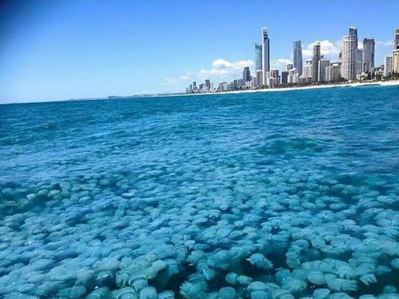 invasione di meduse in australia