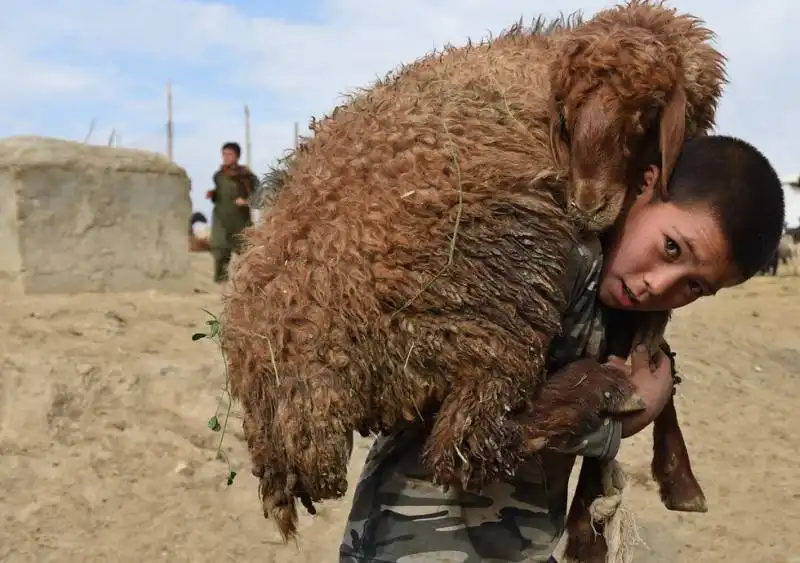 kabul bambino afghano trasporta pecora al mercato