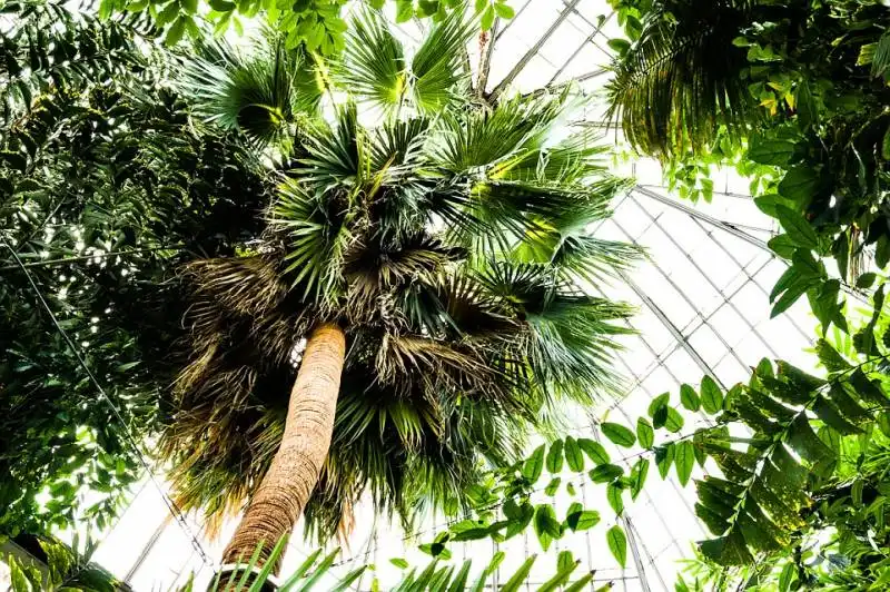 la palma del giardino botanico di edinburgo