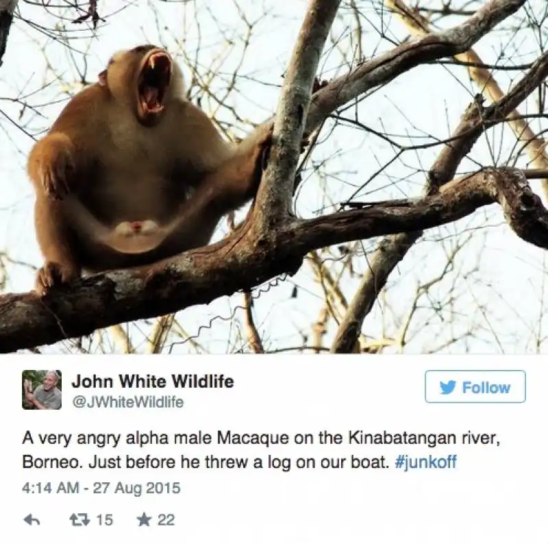 macaco arrabbiato