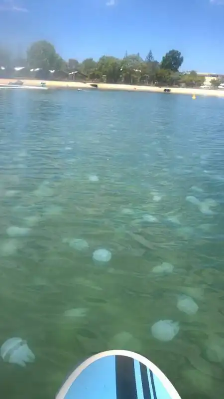 mare australiano invaso dalle meduse