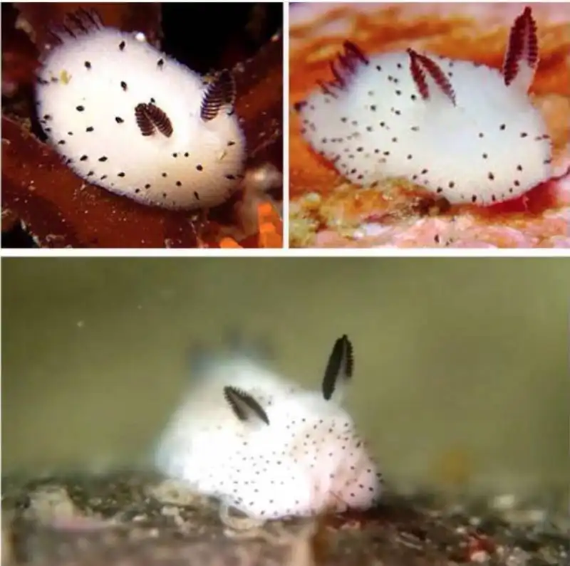 nudibranchia