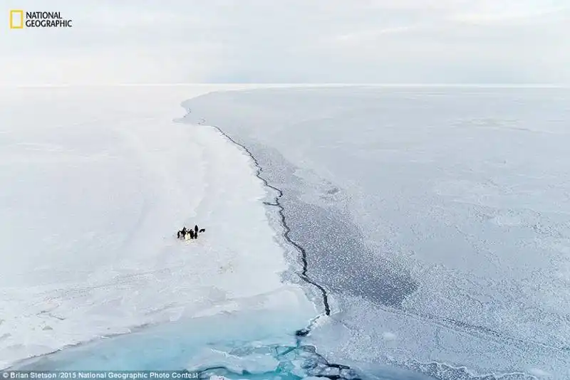 pinguni imperatore nel mare di ross   antartico