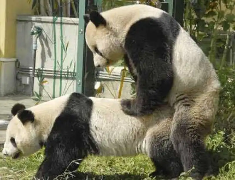 sesso panda