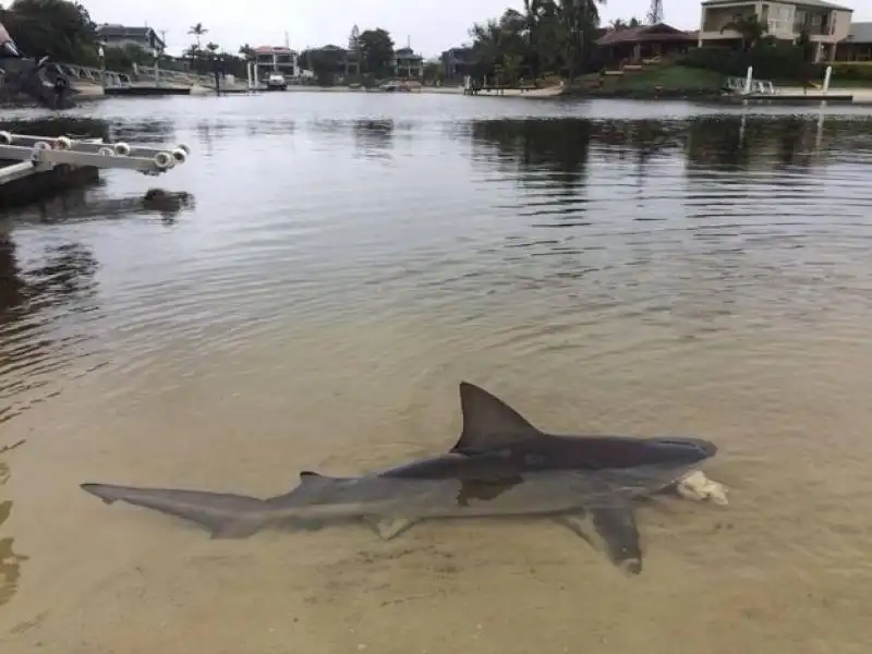 squalo toro in australia