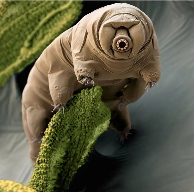 tardigrade