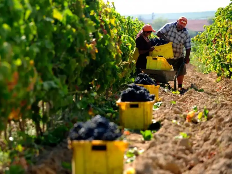 vendemmia in macedonia