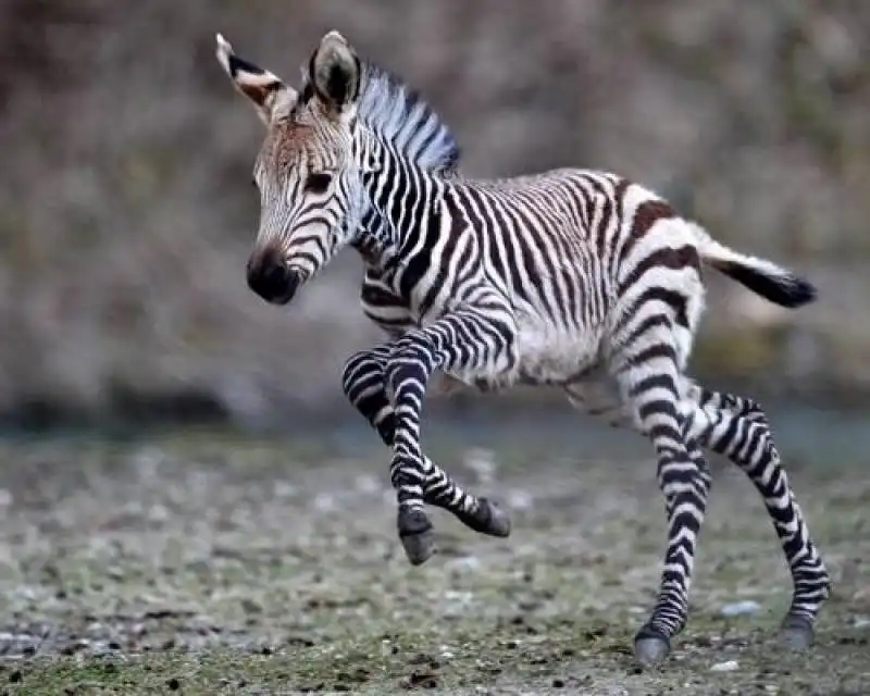 zebra