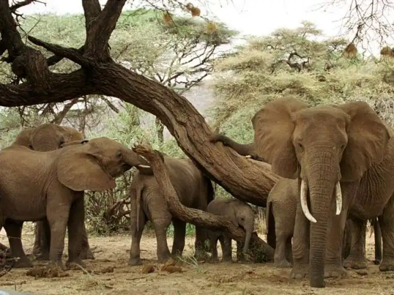 elefanti al parco nazionale tsavo