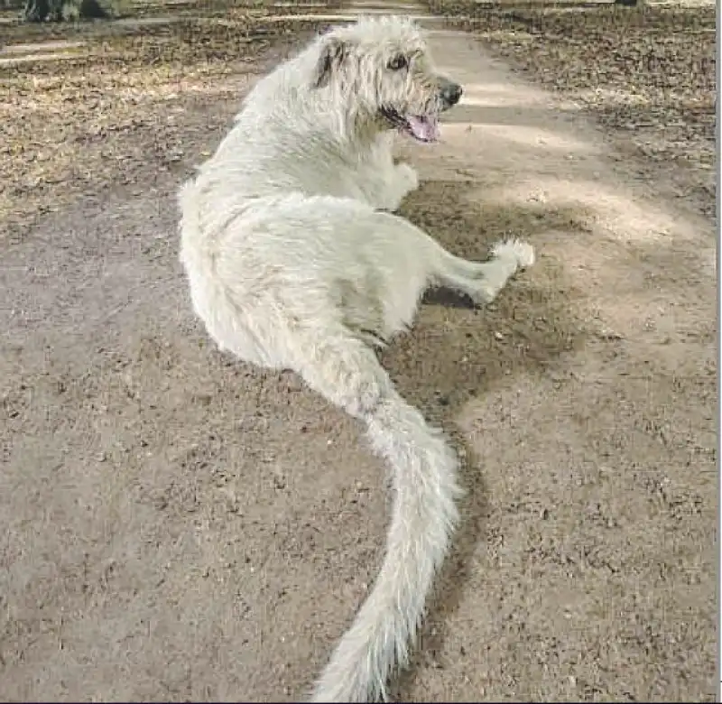 IL CANE CON LA CODA PIU LUNGA