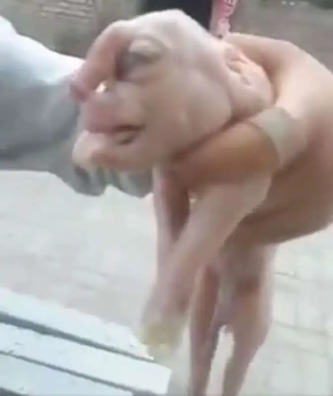 il maialino deforme in cina