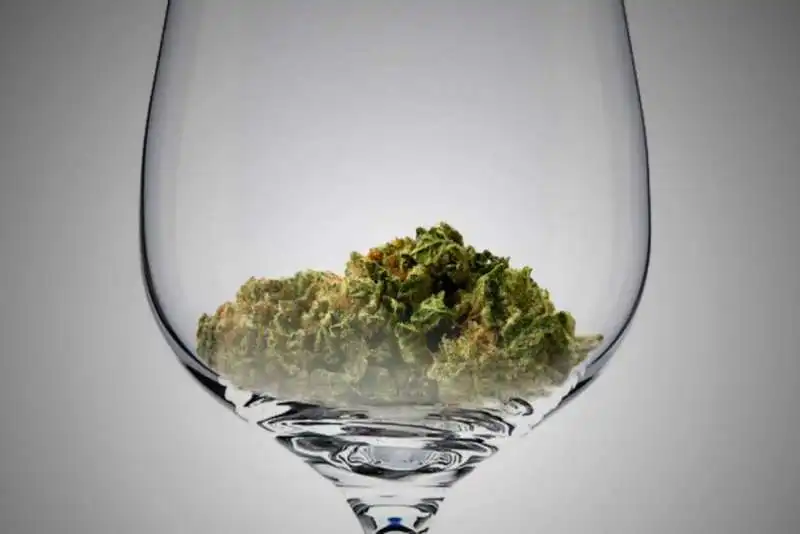 SOMMELIER CANNABIS