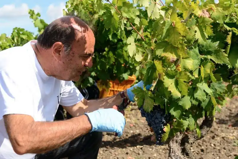 bruno vespa e la vendemmia 6