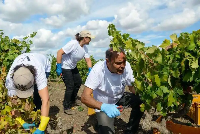 bruno vespa e la vendemmia  