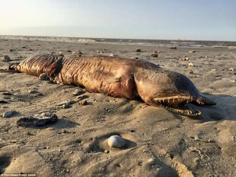 creatura marina emersa in texas