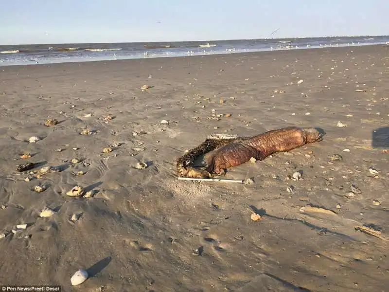 creatura marina emersa in texas copia