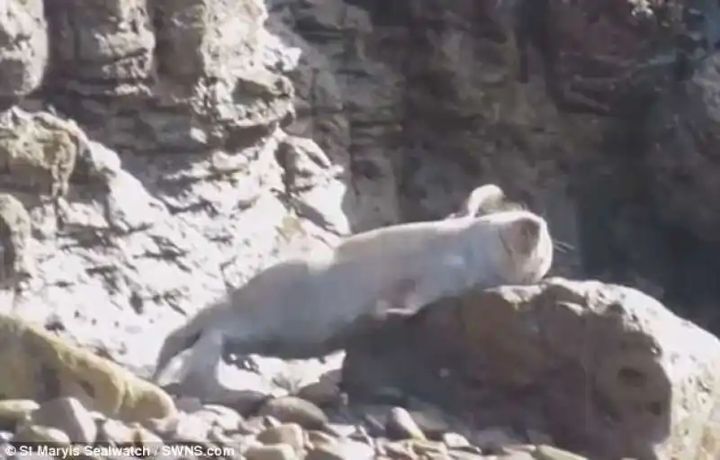 foca ferita a st marys island