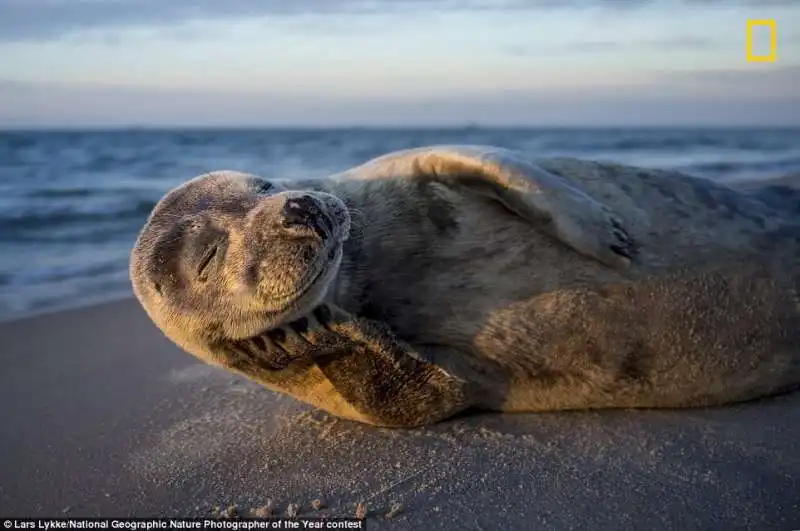 foca in danimarca