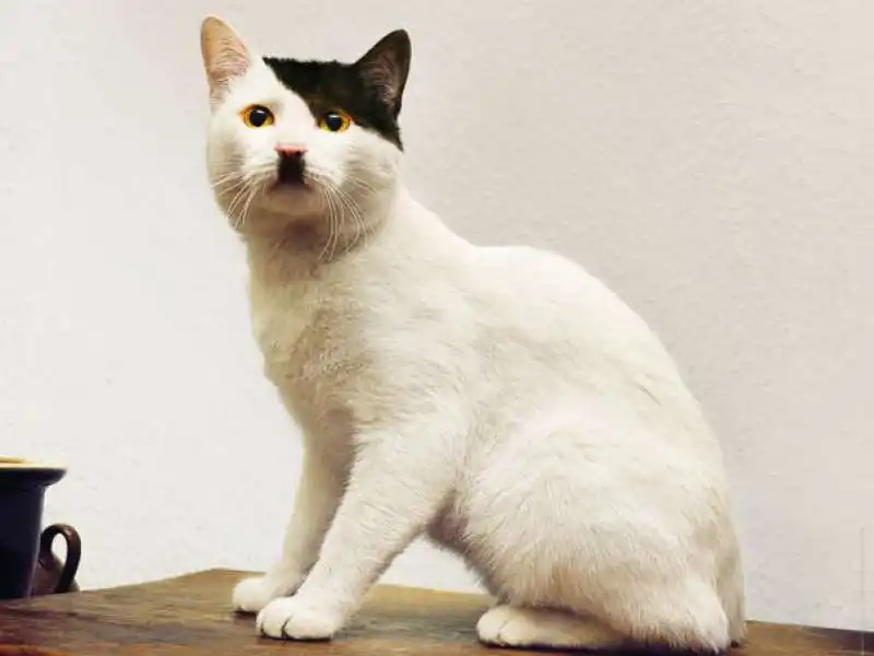 gatto adolf hitler