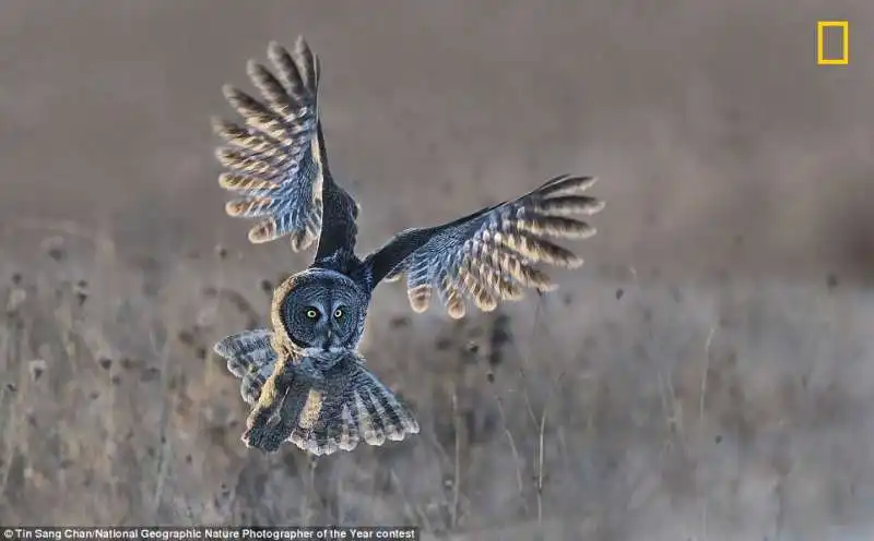 gufo grigio in volo