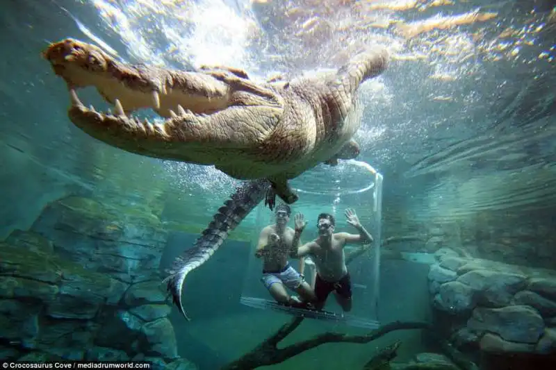 nuoto con il coccodrillo in australia copia 12