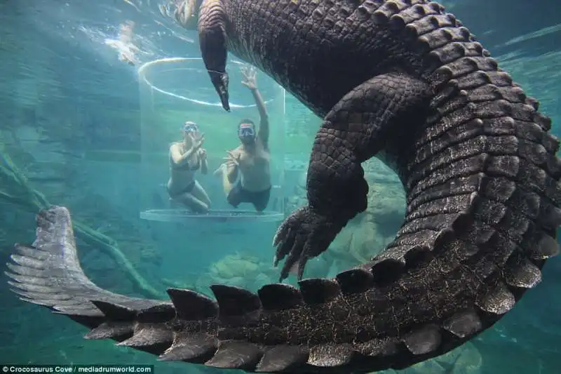 nuoto con il coccodrillo in australia copia 14