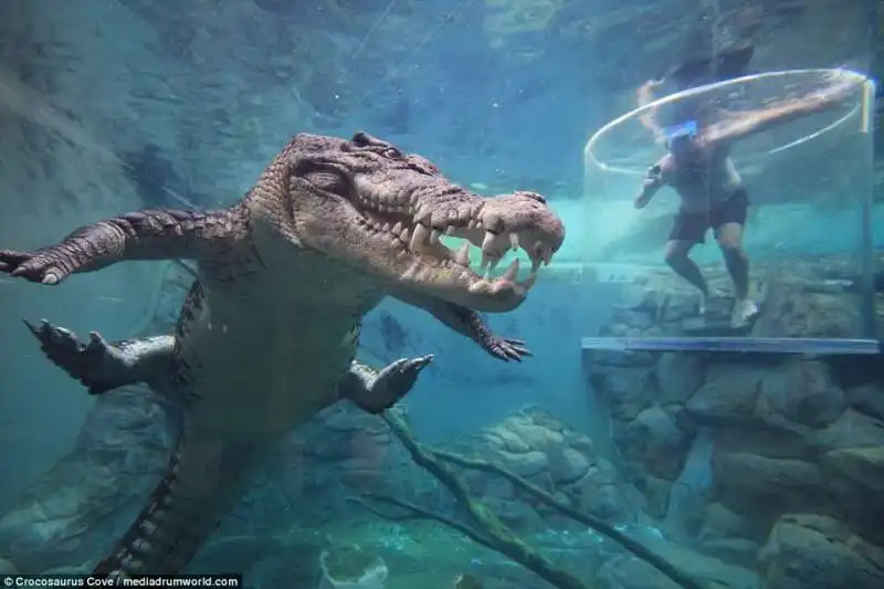 nuoto con il coccodrillo in australia copia 3