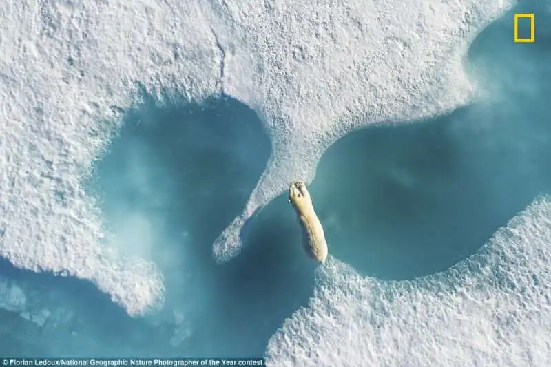 orso polare in canada