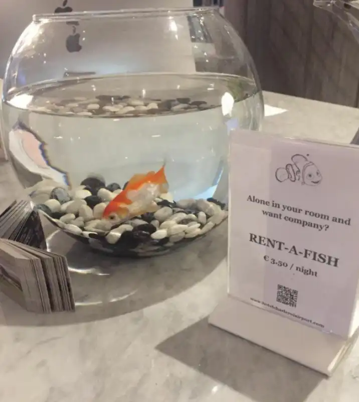 RENT A FISH