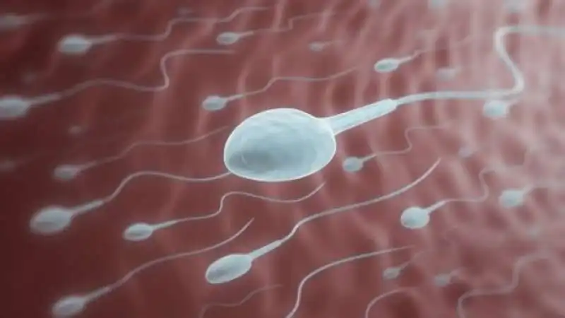 SPERMATOZOI