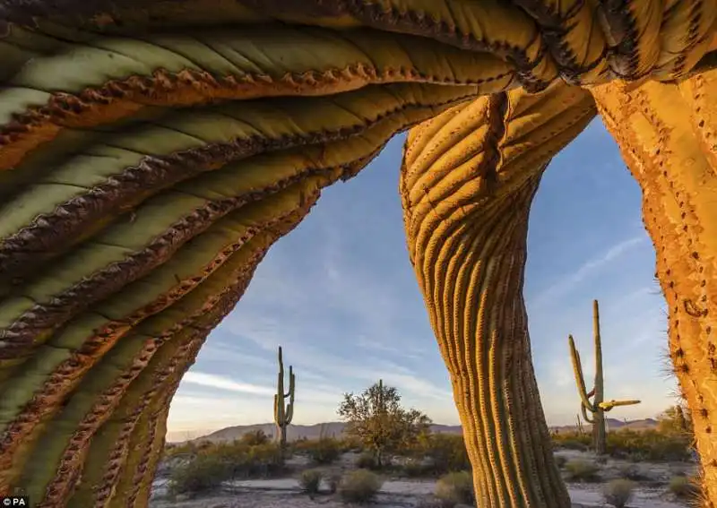 wildlife photographer of the year 14